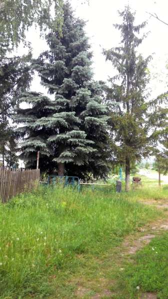 Кирпичный дом/дерево в Елеце