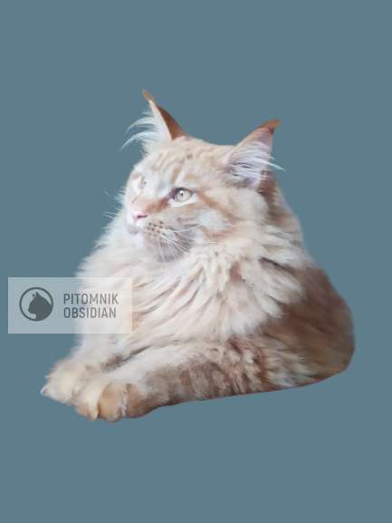 Мейн-кун продажа в Москве фото 14