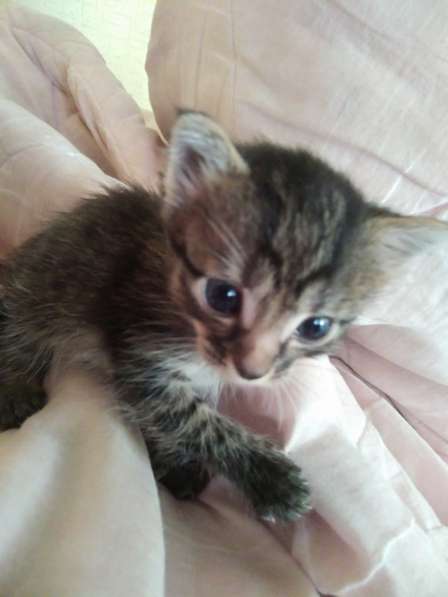 Котята в Пушкине фото 5