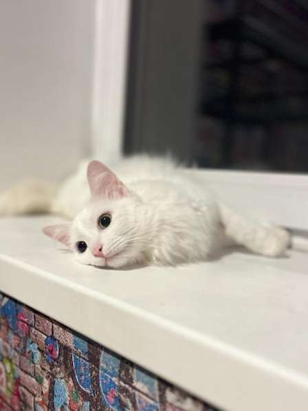Потрясающе красивая белая кошка Жемчужинка в дар в Москве
