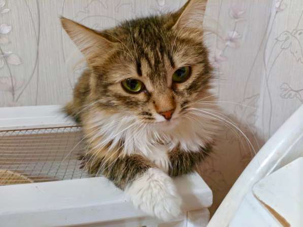 Шикарная пушистая трехцветка Джулия в добрые руки в Москве