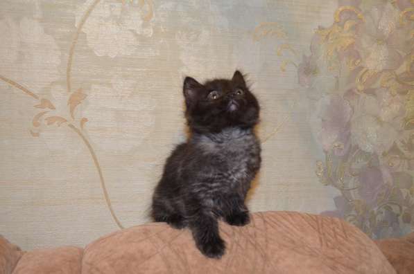 Курильский бобтейл - котята золотого окраса в Краснодаре фото 13