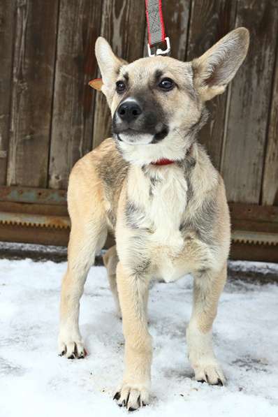 Тонконогая собачка-лань Елисея в добрые руки в Москве фото 15
