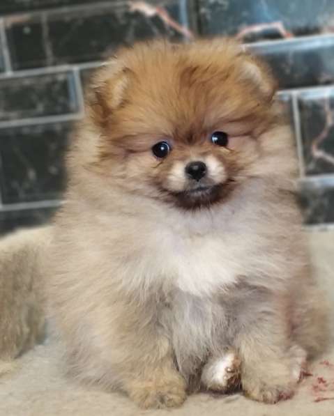 Pomeranian spitz. Orange mini girl в фото 5