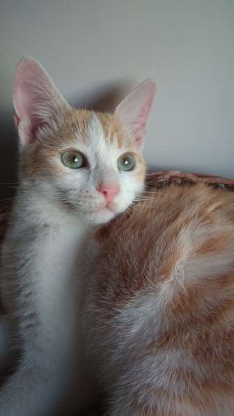 Отдам котенка с редким цветом глаз бесплатно в Севастополе фото 3