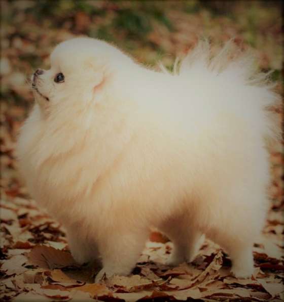 Померанский цвергшпиц, крем, мальчик в Москве фото 5