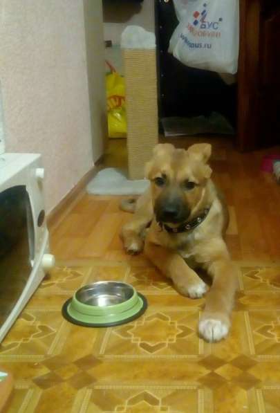 Ника, семейная собака ищет дом