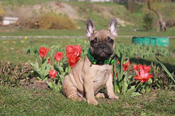 French bulldogs for sale в 