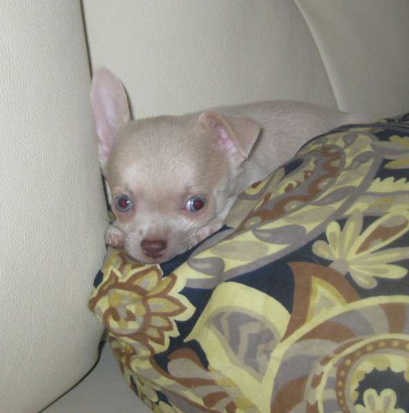 Шикарный мальчик чихуахуа в Москве