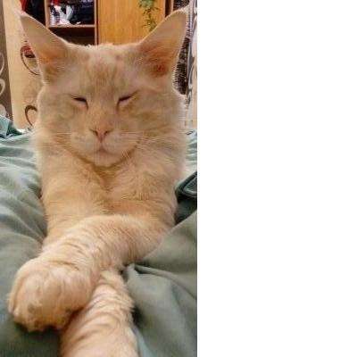 Вязка Мэйн-Кун в Уфе фото 7