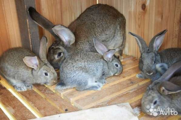 Продаю крольчат и кроликов крупных мясных пород