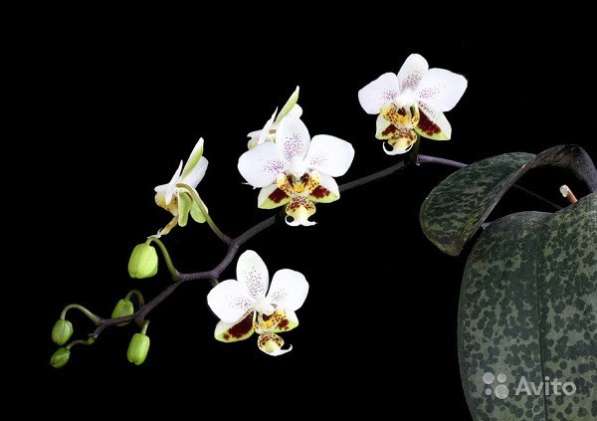 Орхидея stuartiana x sib миленькие детки сеянцы в Калининграде фото 5