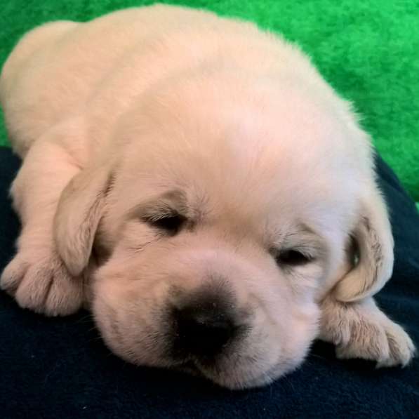 Очень красивые щенки лабрадорар в Иркутске фото 10