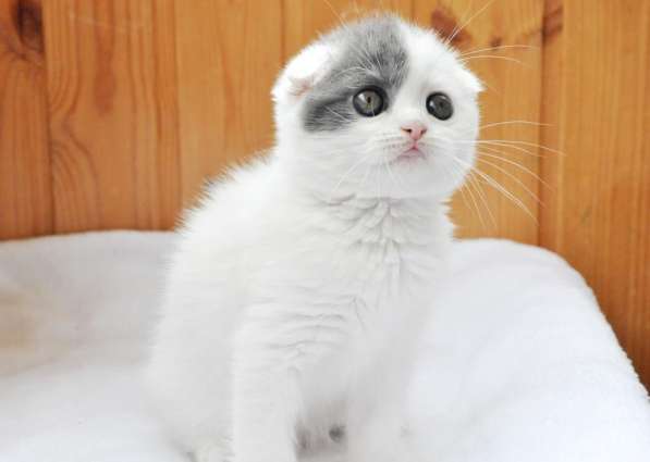 Шотландские висоухие котята из питомника в Екатеринбурге фото 14