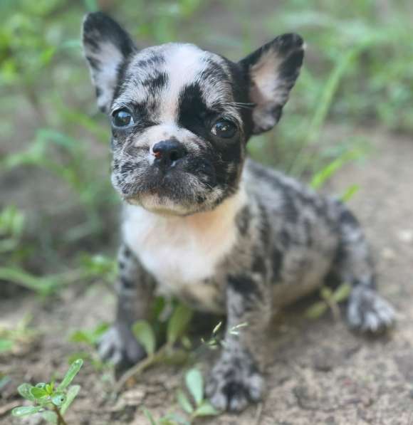 Французский бульдог. Dark merle в фото 10