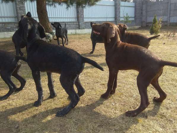 Курцхаар Щенки в фото 16