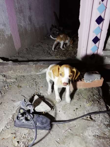 Щенки в хорошие руки в фото 5