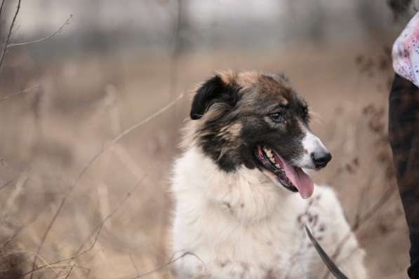 Пушистая красавица Электра ищет семью в Москве фото 19