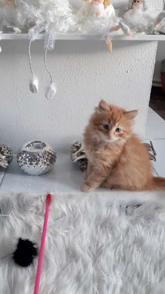 Котята Невская Маскарадная в Санкт-Петербурге фото 3