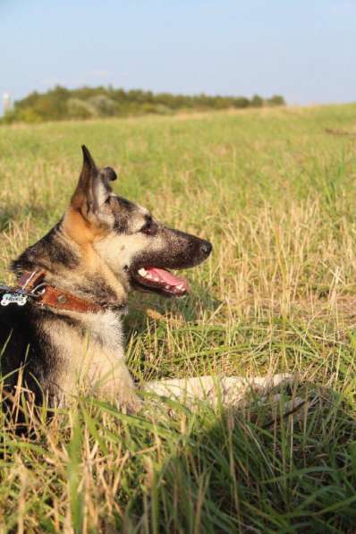 Ника метис овчарки ВЕО