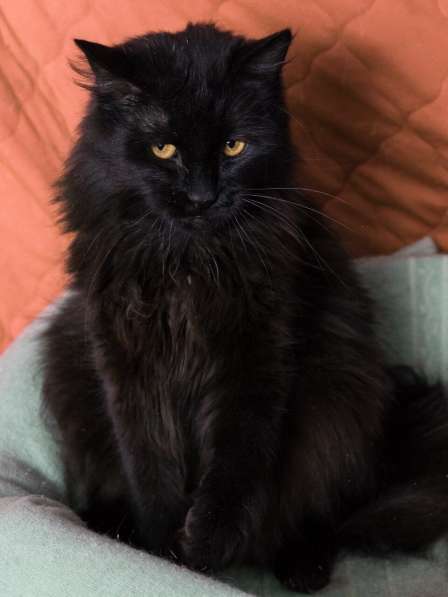 Черный кот Сэмуель–метис мейн-куна в добрые руки в Москве фото 3