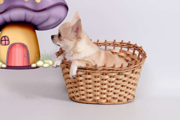 Чихуахуа мальчик в Москве