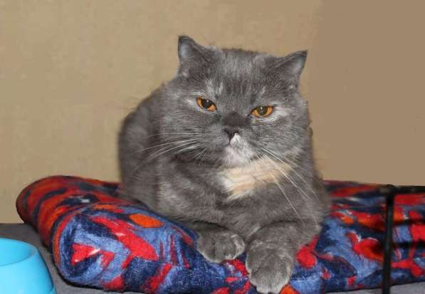 Британочка Оливия, янтарные глазки. Кошка в дар в Калуге фото 16