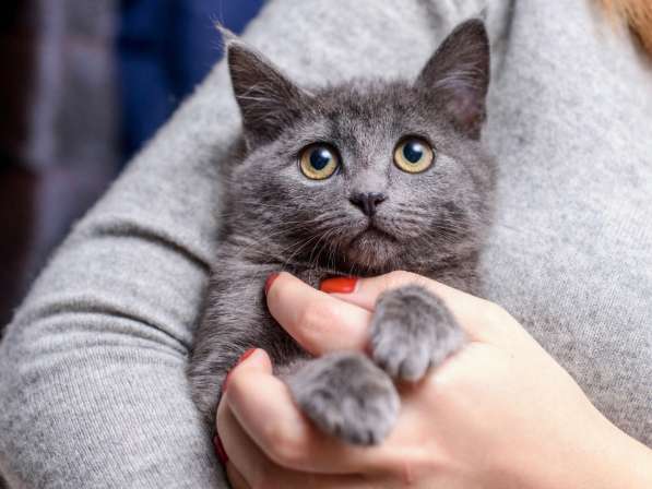 Котенок Шанель - метис британской кошки в дар