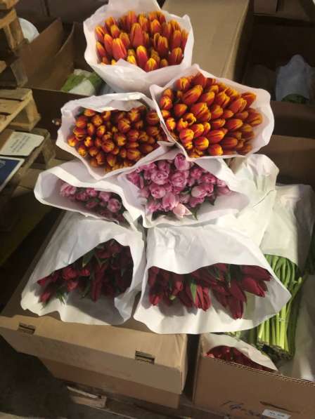 Тюльпаны к празднику 8 Марта! в Красноярске фото 8