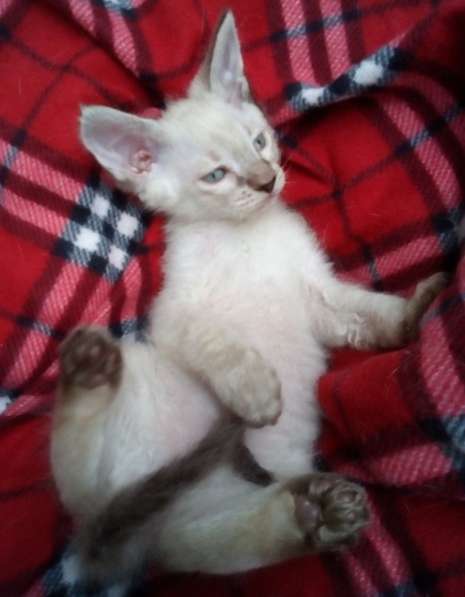 Элитный кудрявый котенок Герман-Рекс мальчик в Санкт-Петербурге фото 34