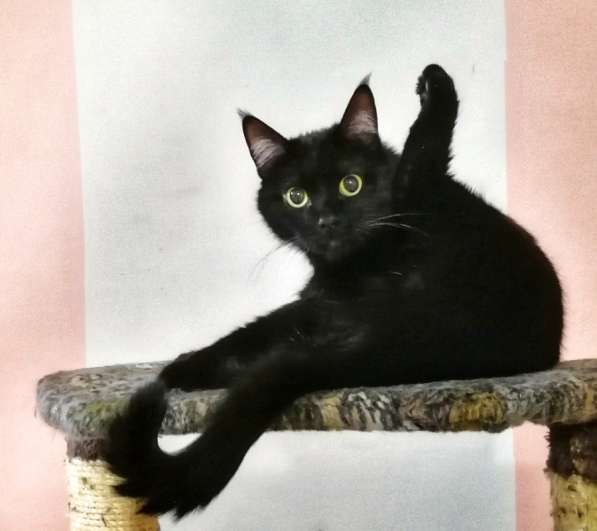 Красавец Казимир. Черный кот в добрые руки в Калуге фото 8