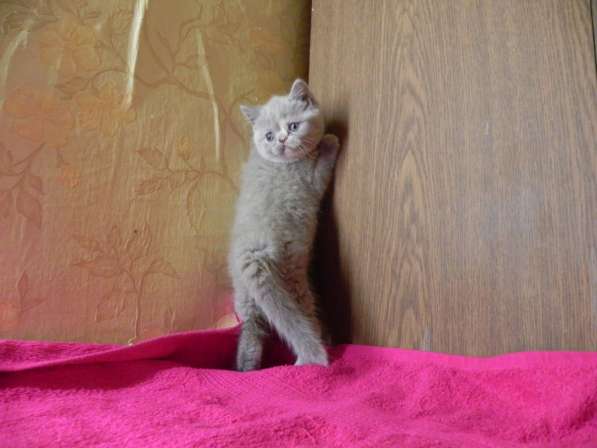 Подарите любимым радость в Москве фото 8