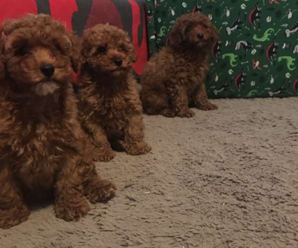 Poodle. Red boy's and girl's в фото 3