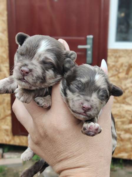 Щенки декоративных пород собак в Москве фото 23