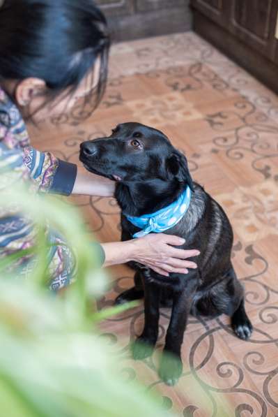 Линси - щенок метис лабрадора в дар в Москве фото 4