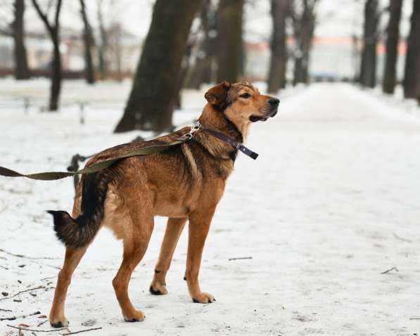 Очаровательная собачка компактного размера в Санкт-Петербурге фото 55