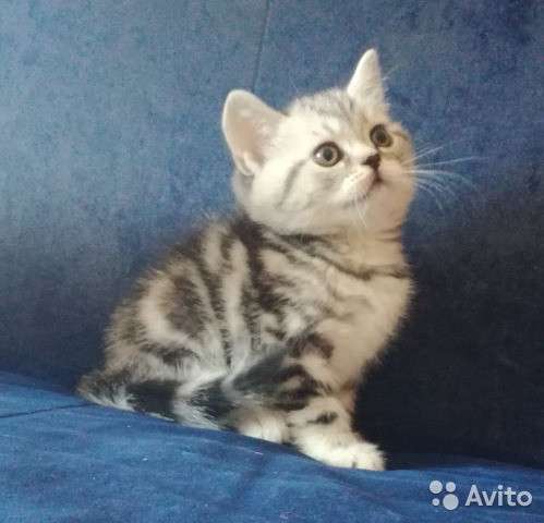 Коты на вязку котята-вислоухие и прямоухие в Костроме