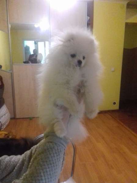 Померанские шпицы в фото 5