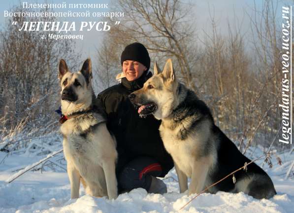 Щенков, собак породы восточноевропейская овчарка в Москве фото 20