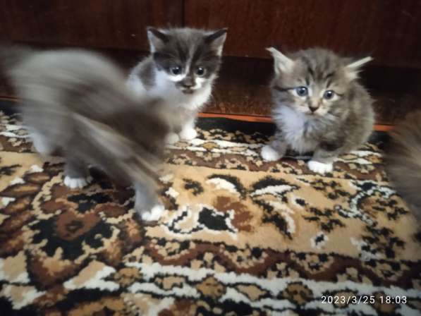 Отдам даром в фото 6