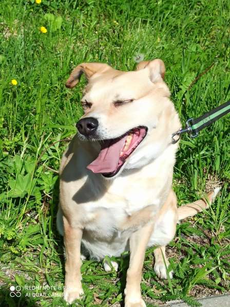 Уютный диванный пёсик в Санкт-Петербурге фото 6