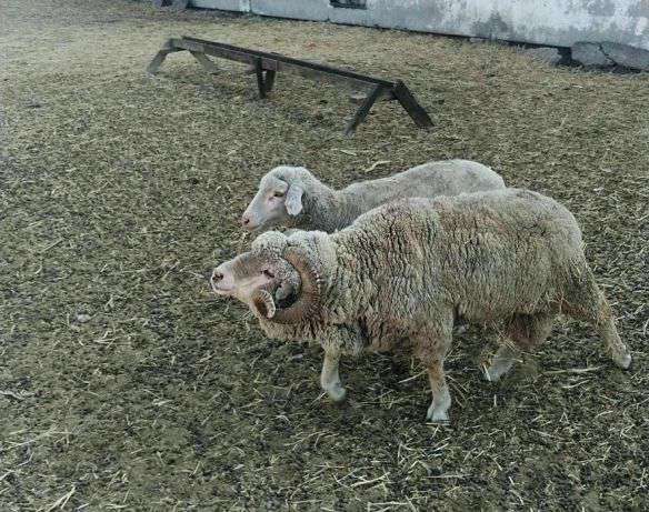 Мериносовые бараны и овцы (хвостатые)/Merinos qoylar va qucq