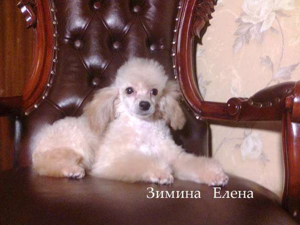 Девочка той-пуделя свветло абрикосового окраса в Москве фото 4
