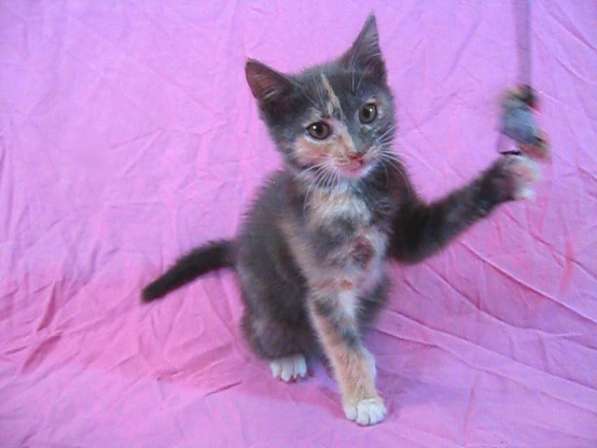 Европейская короткошерстная кошка (2,5 месяца) в фото 7