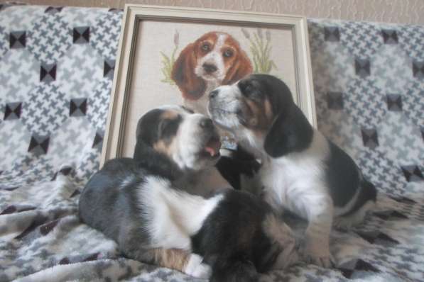 Щенки Бассет-хаунд в Армавире фото 68