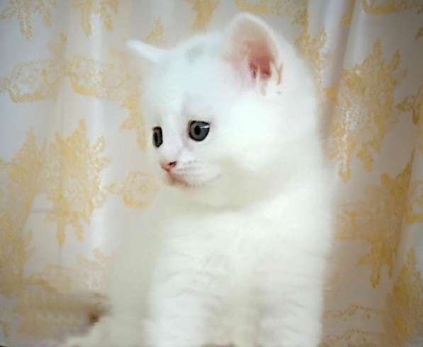 Шотландские котята в Симферополе фото 6