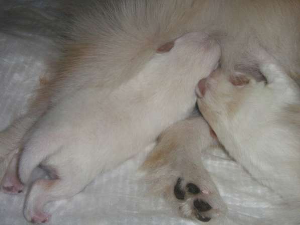 Лисята в Ростове-на-Дону фото 47