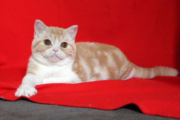 Рыжий шотландский котенок в Ростове-на-Дону фото 3