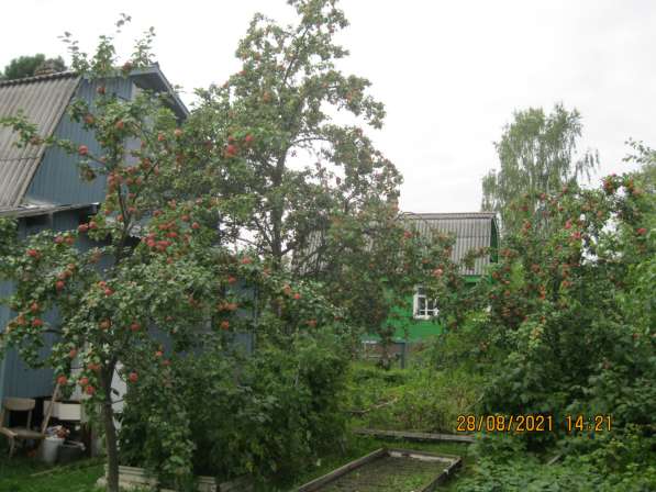 Яблоня шедевр природы в Петрозаводске