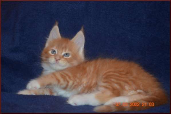 Роскошный черный котик мейн-кун из питомника в Астрахани фото 96